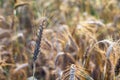 The cereal grows in the field. Grains of grain. Farmer, nature.