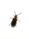 Cereal leaf beetle oulema melanopus isolated on white background