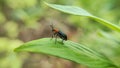 Cereal leaf beetle (Oulema melanopus) agricultural pest insect