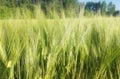 Grain agrarian landscape. Green cereal with spike and trees in the background. Royalty Free Stock Photo