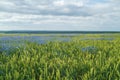 Cereal meadow in Latvia. Blue flowers.