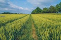 Cereal meadow in Latvia.