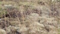 Cereal plant close-up