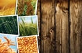 Cereal plant farming in agriculture photo collage