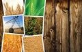 Cereal plant farming in agriculture photo collage Royalty Free Stock Photo