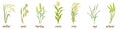 Cereal plants with ears and stem. Infographics of botanical elements of rice, barley, oats, millet, rye and wheat with
