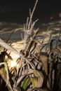 Cereal plants in a field Royalty Free Stock Photo