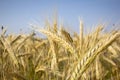 Cereal Plants, Rye Royalty Free Stock Photo