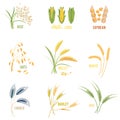Cereal Plants vector icons illustrations. Royalty Free Stock Photo