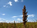 cereal Sorghum, Sorgo plantation farming Royalty Free Stock Photo