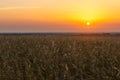 Cereal wheat fields at sunrise Royalty Free Stock Photo