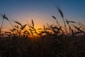 Cereal wheat fields at sunrise Royalty Free Stock Photo