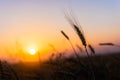 Cereal wheat fields at sunrise Royalty Free Stock Photo