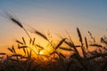 Cereal wheat fields at sunrise Royalty Free Stock Photo