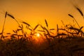 Cereal wheat fields at sunrise Royalty Free Stock Photo