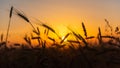 Cereal wheat fields at sunrise Royalty Free Stock Photo