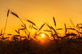 Cereal wheat fields at sunrise Royalty Free Stock Photo