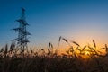 Cereal wheat fields at sunrise Royalty Free Stock Photo