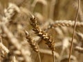 Cereal, Wheat Triticum Ear