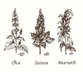 Cereals collection. Chia, quinoa and amaranth plant. Ink black and white doodle drawing