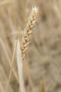 Cereals crop