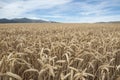 Cereals crop