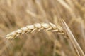 Cereals crop