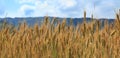 Field of cereals Royalty Free Stock Photo