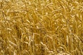Cereals field backgrounds of wheat