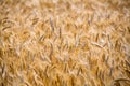 Cereals field in summer