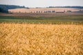 Cereals field in summer