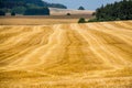Cereals field in summer