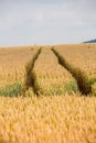 Cereals field in summer