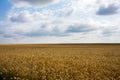 Cereals field in summer