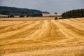 Cereals field in summer