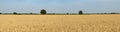 Cereals and Fields with Trees Green Horizon