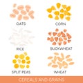 Cereals and grain, oats, rice, corn, split peas, wheat, buckwheat . Vector illustration