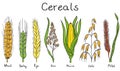 Cereals hand-drawn illustration Royalty Free Stock Photo