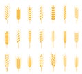 Cereals icon set with rice, wheat, corn, oats, rye, barley. Royalty Free Stock Photo