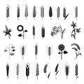 Cereals icon set with rice, wheat, corn, oats, rye, barley. Royalty Free Stock Photo