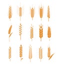Cereals icon set with rice, wheat, corn, oats, rye, barley. Ears of wheat bread symbols. Organic , agriculture seed, plant and