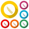 Cereals icon set with rice, wheat, corn, oats, rye, barley icon isolated with long shadow