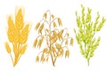 Cereals icons of grain plants. Vector wheat and rye ears, buckwheat seeds and oat or barley millet and rice sheaf. Isolated agricu Royalty Free Stock Photo