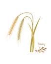 Cereals plants. Barley with leaves, stems, grains. Food and ingredients. Royalty Free Stock Photo