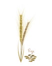 Cereals plants. Rye with leaves, stems, grains. Food and ingredients.