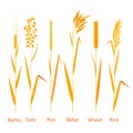 Cereals plants set. Carbohydrates sources.