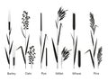 Cereals plants set. Carbohydrates sources