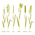 Cereals plants set. Carbohydrates sources