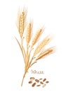 Cereals plants. Wheat with leaves, stems, grains. Food and ingredients. Royalty Free Stock Photo