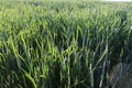 Cereals ripen in the fields Royalty Free Stock Photo